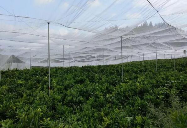 耐氧化的丝径加宽大宽幅使用的丝网果树网直销