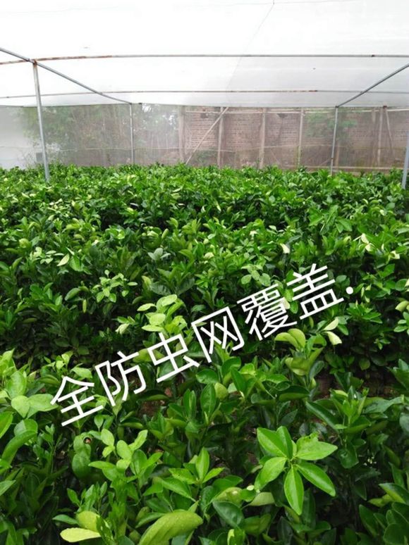 李子树防止果蝇防鸟防虫网批发加工耐氧化的丝网