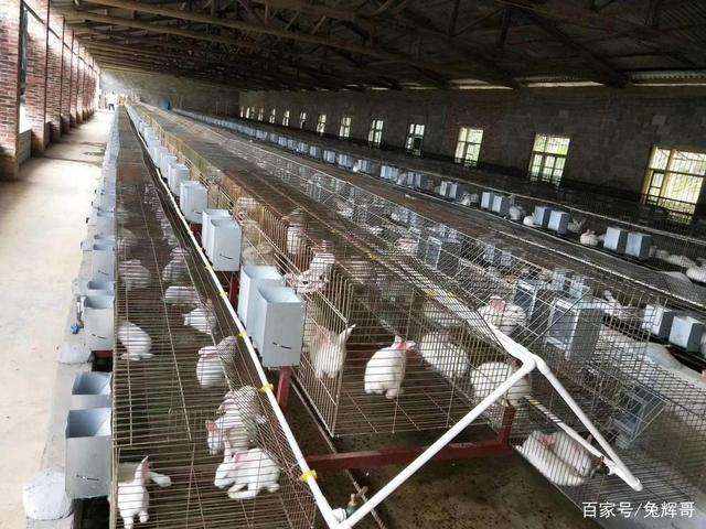 冬季养鸡场都有什么保暖措施？